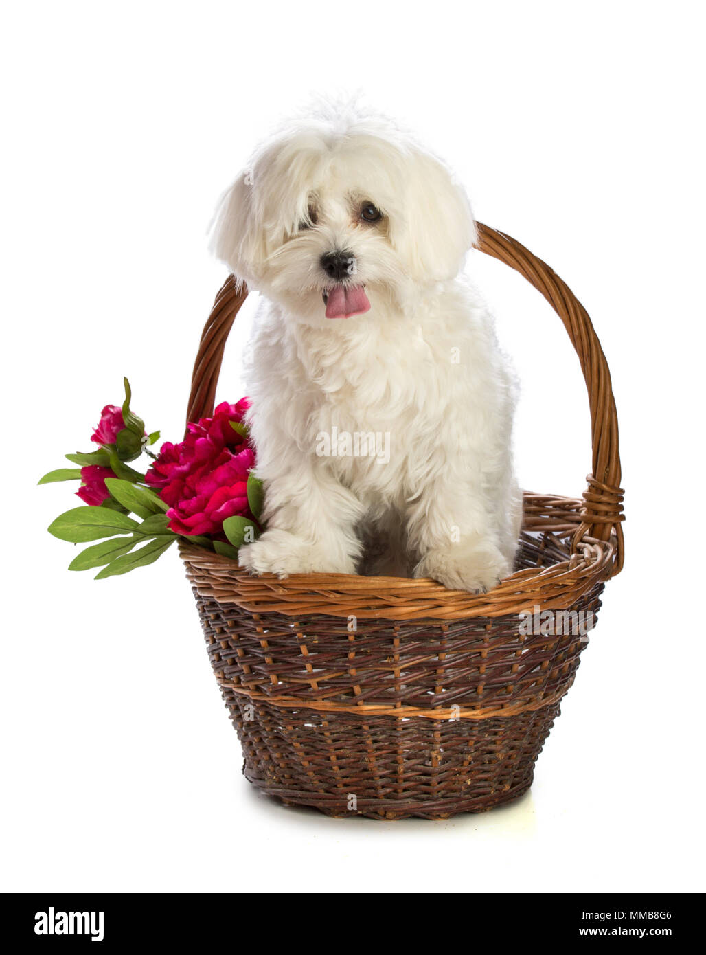 Schöne bichon auf weißem Hintergrund im Korb Stockfoto