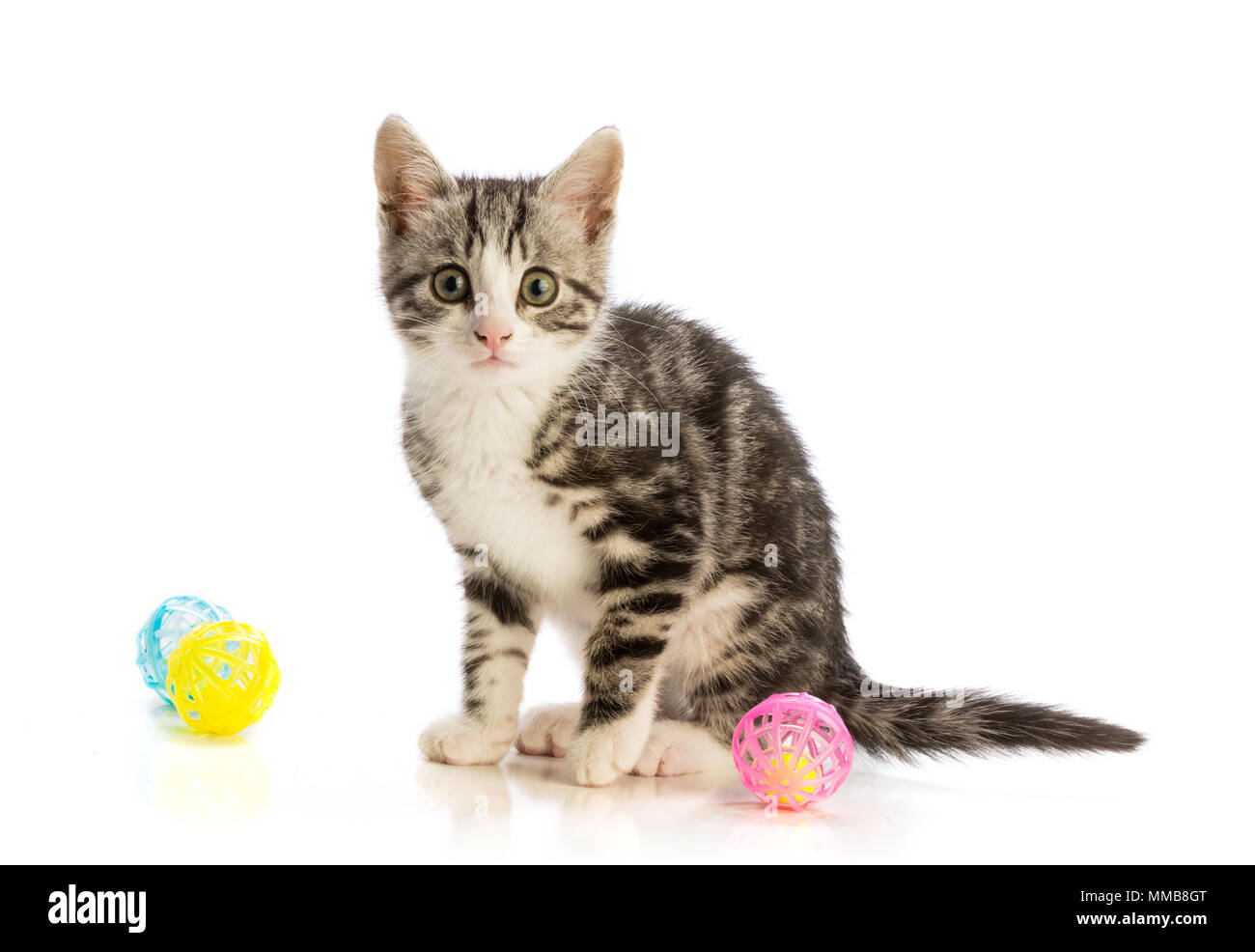 Schöne Kitten auf weißem Hintergrund Stockfoto