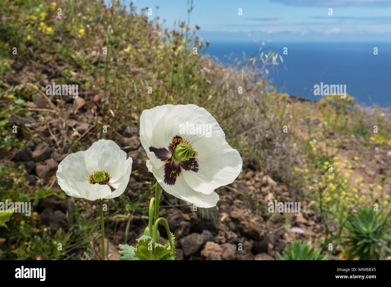 Weiße Mohnblumen auf einem Hügel mit Blick auf das Meer im Hintergrund Stockfoto