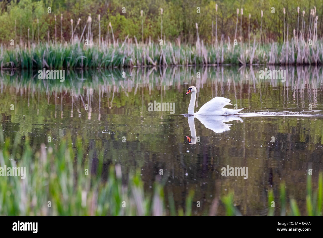 Stumm Swan Stockfoto