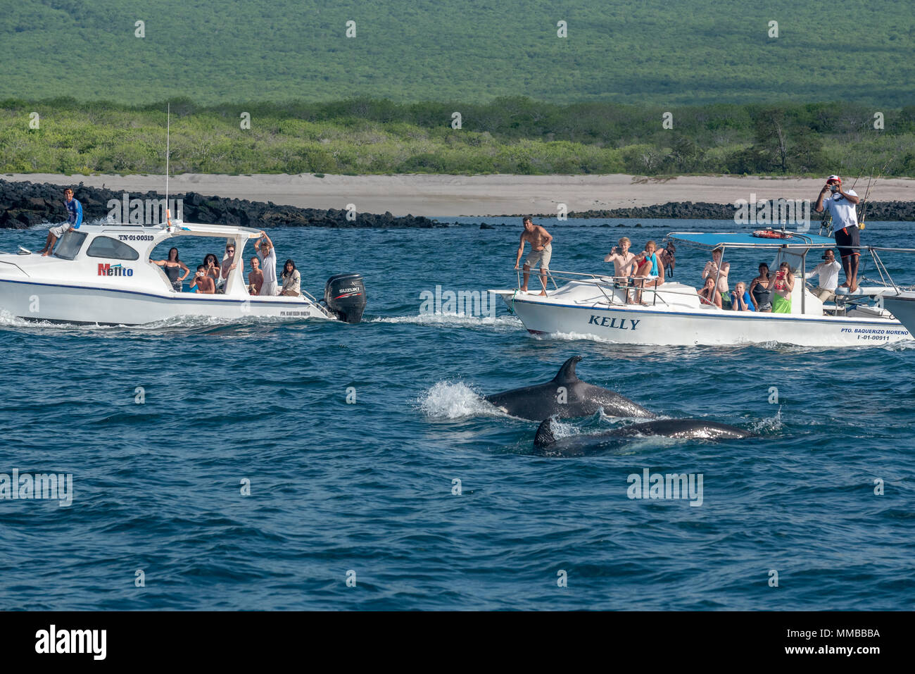 Orcas, die auch als Killer Wale bekannt und Whalewatcher, vor der Küste von San Cristobal Insel in Ecuador Galapagos Inseln. Stockfoto