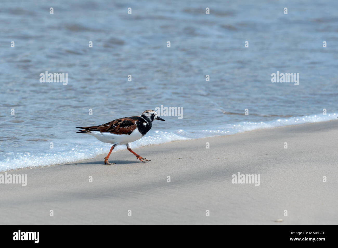 Ruddy turnstone, Arenaria interpres, am Strand auf der Insel Isabela, Galapagos, Ecuador. Stockfoto