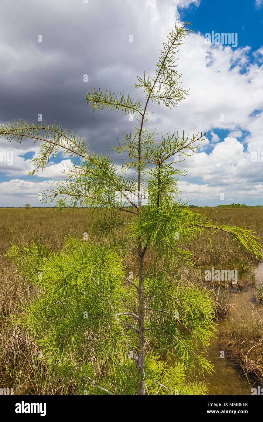 Baldcypress, Taxodium distichum spp., Bäume in einer Kuppel in der Mitte eines sawgrass Sumpf in den Everglades National Park, Florida, USA Stockfoto