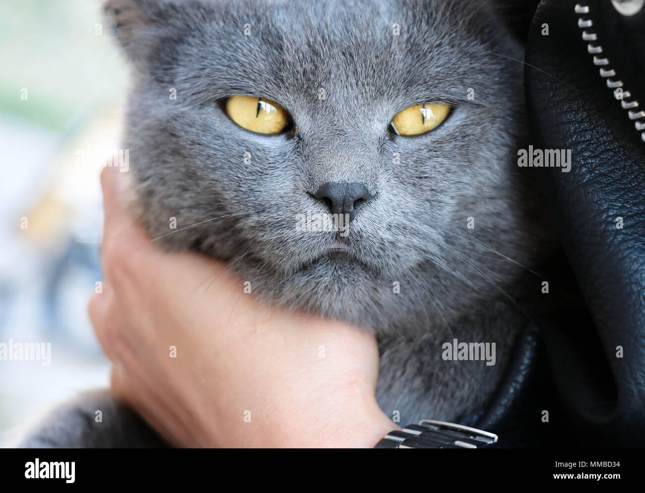 Fotogen Katze mit schönen, gelben Augen. Stockfoto