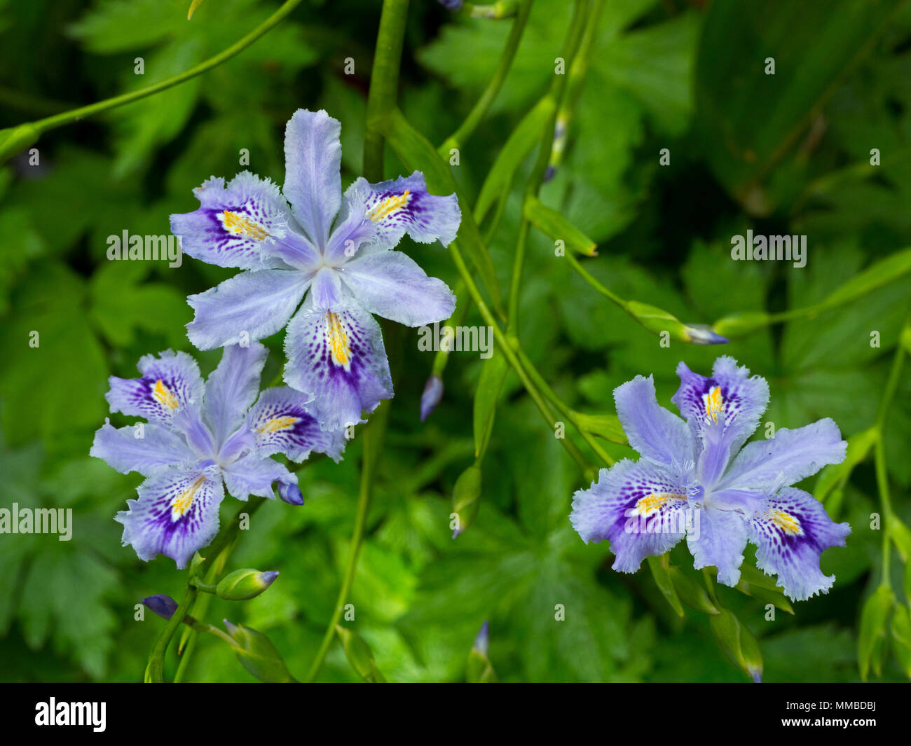 Iris confusa auch wie der Bambus iris bekannt Stockfoto