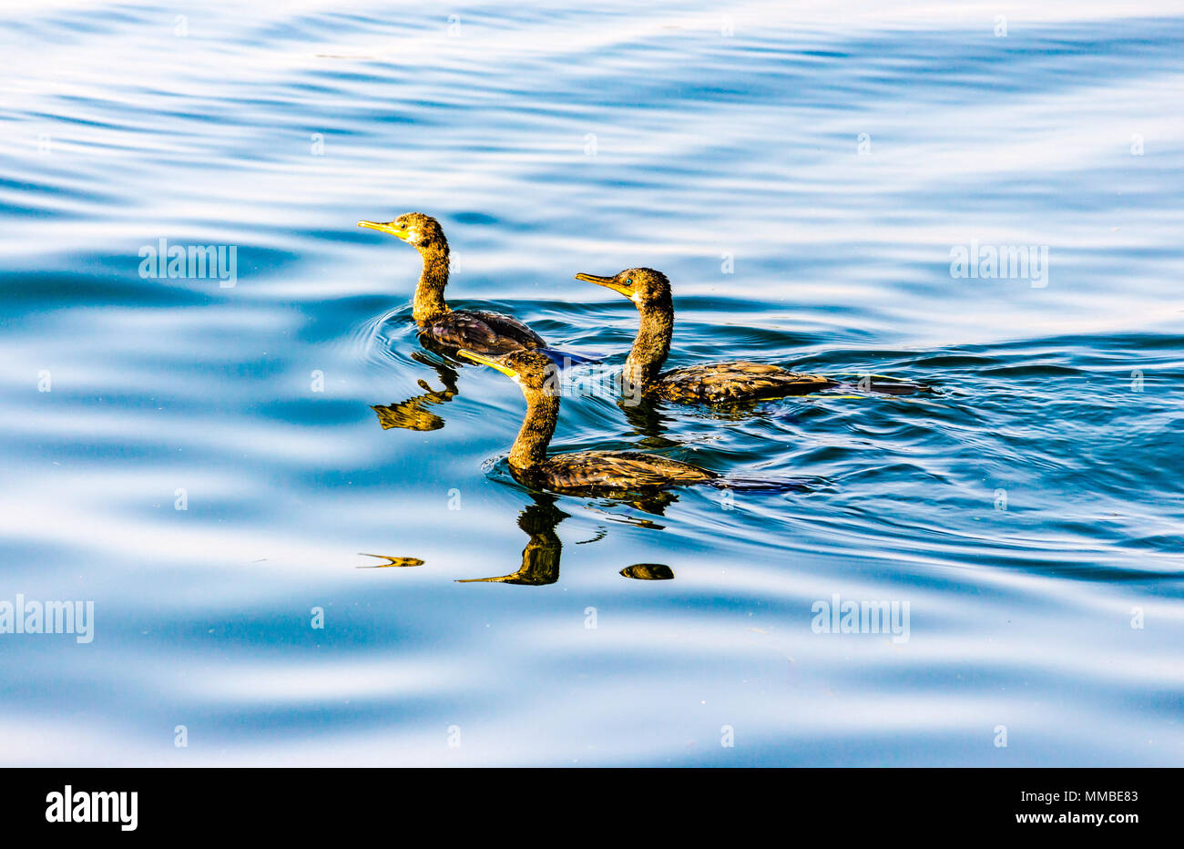 Tierwelt in Udaipur, Rajasthan, Indien. Stockfoto