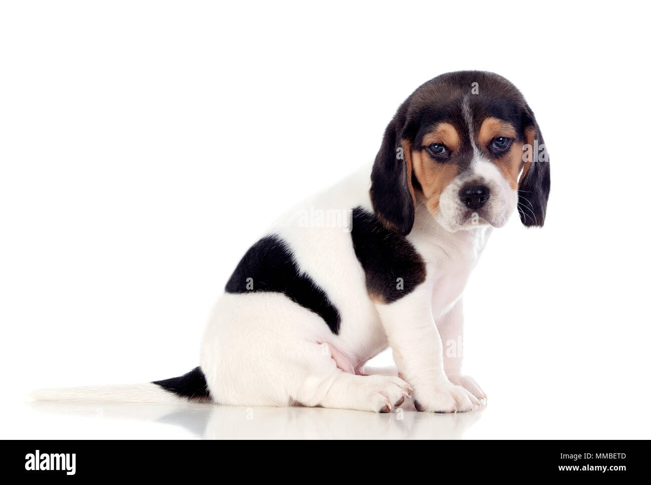 Schöne beagle puppi Braun und Schwarz auf weißem Hintergrund Stockfoto