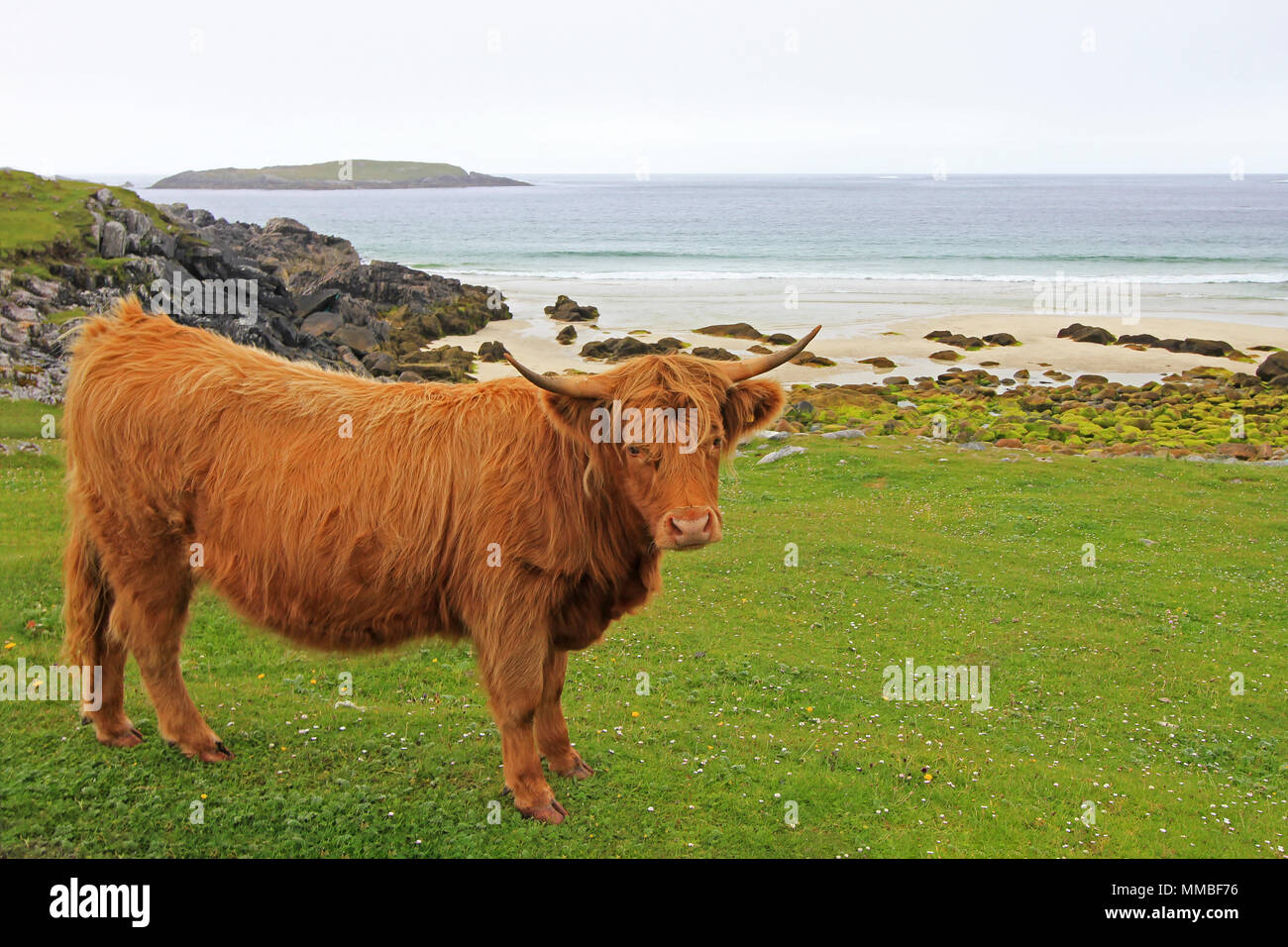 Schottisches Hochlandrind Kuh, Isle of Lewis und Harris, Schottland, Vereinigtes Königreich Stockfoto