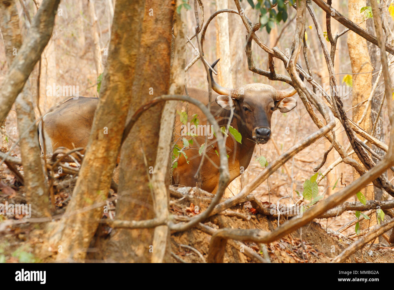 Birma banteng (Bos javanicus - birmanicus) ein wildes Vieh von Südostasien Stockfoto