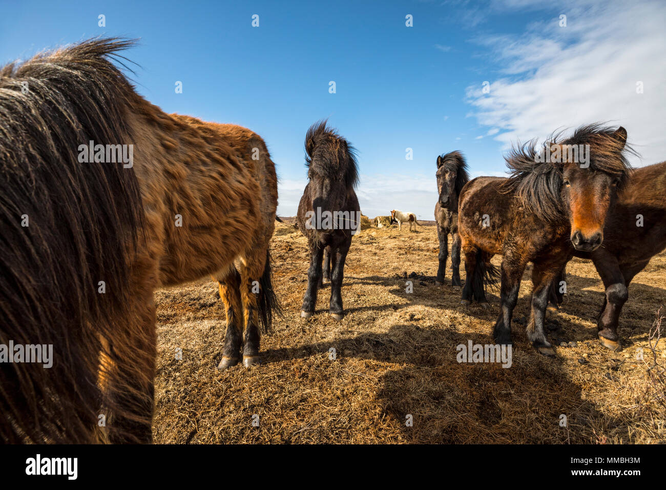 Pferde, Island Stockfoto