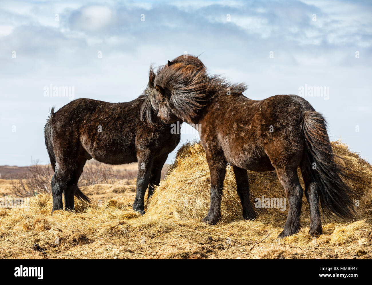 Zwei Pferde, Island Stockfoto