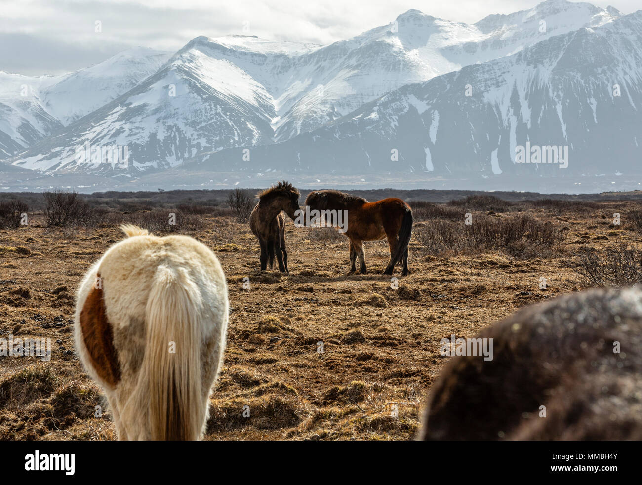 Island Pferde in Liebe Stockfoto