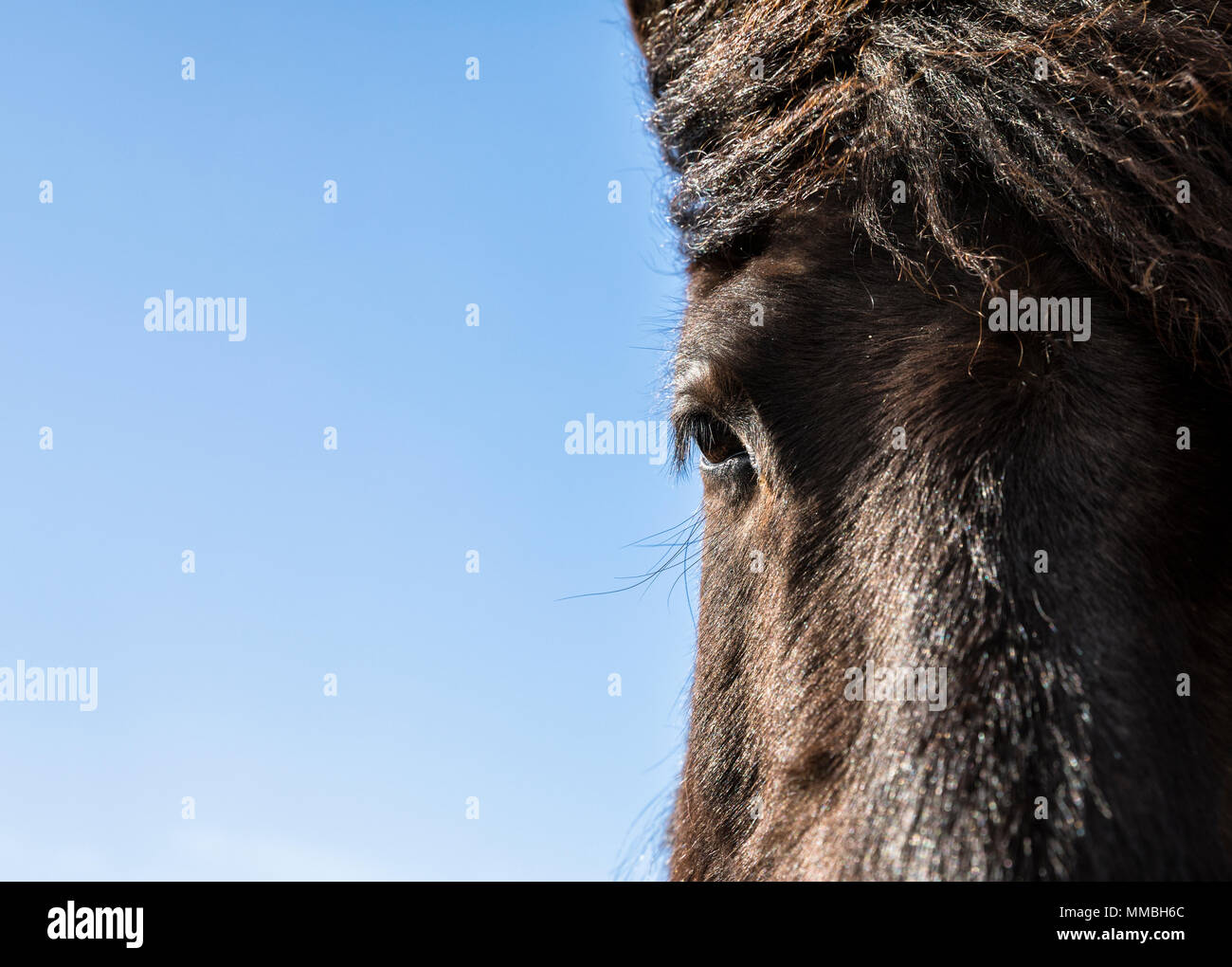 Pferdekopf hautnah Stockfoto