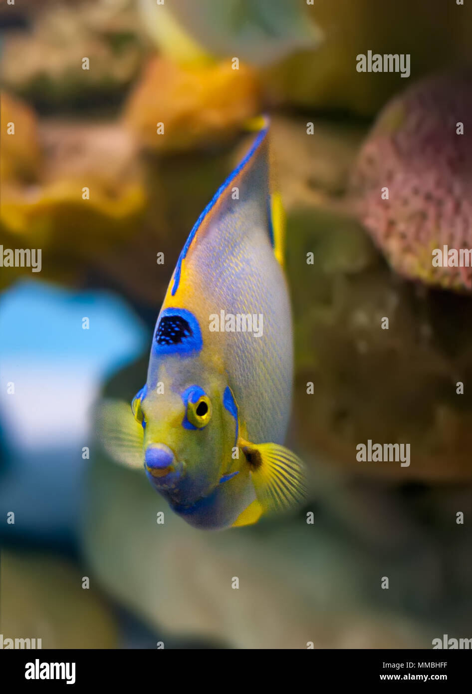 Portrait von Königin angelfish mit Korallen im Hintergrund Stockfoto