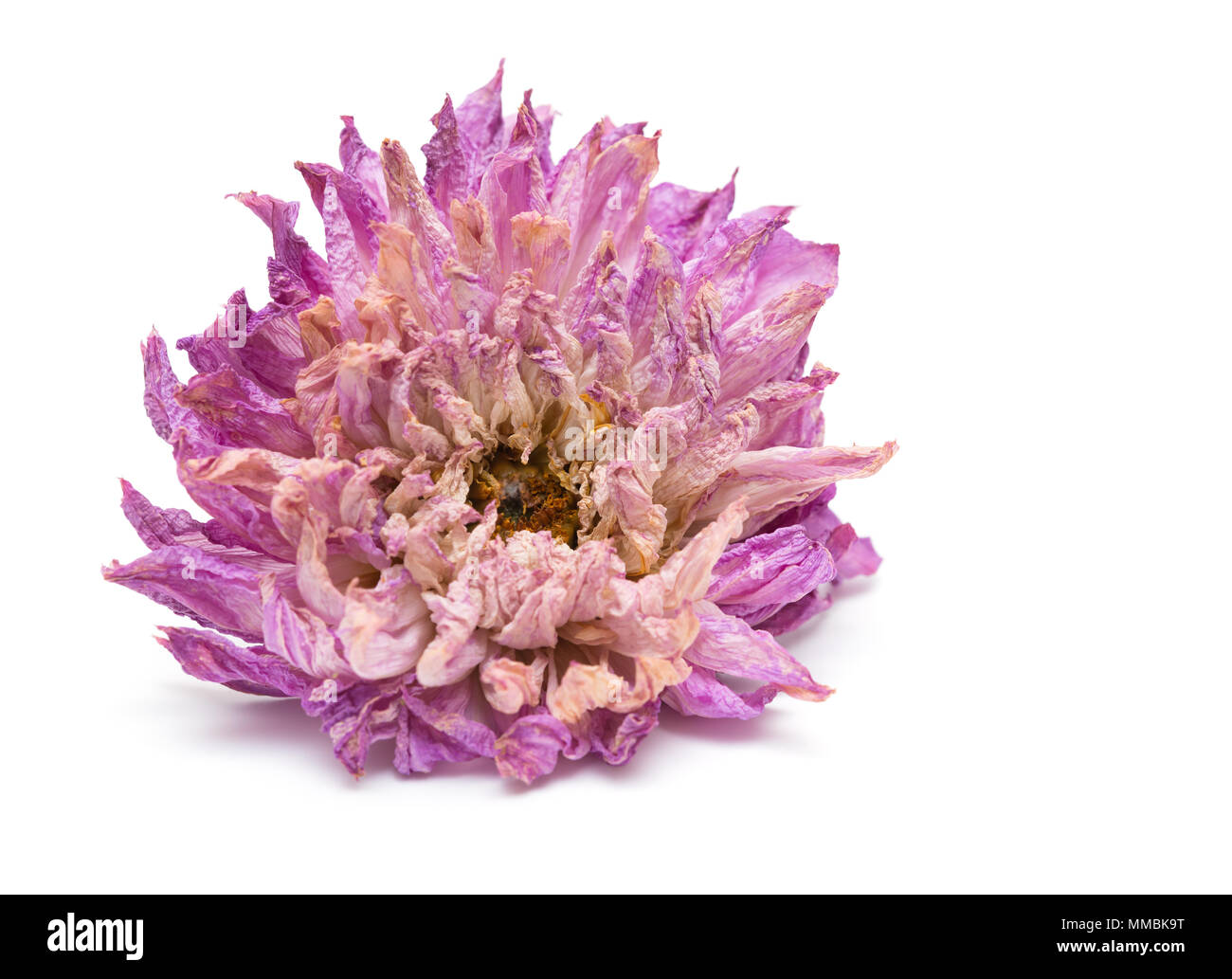 Oder rosa Pfingstrose Paeonia lactiflora auf weißem Hintergrund verblasst Stockfoto
