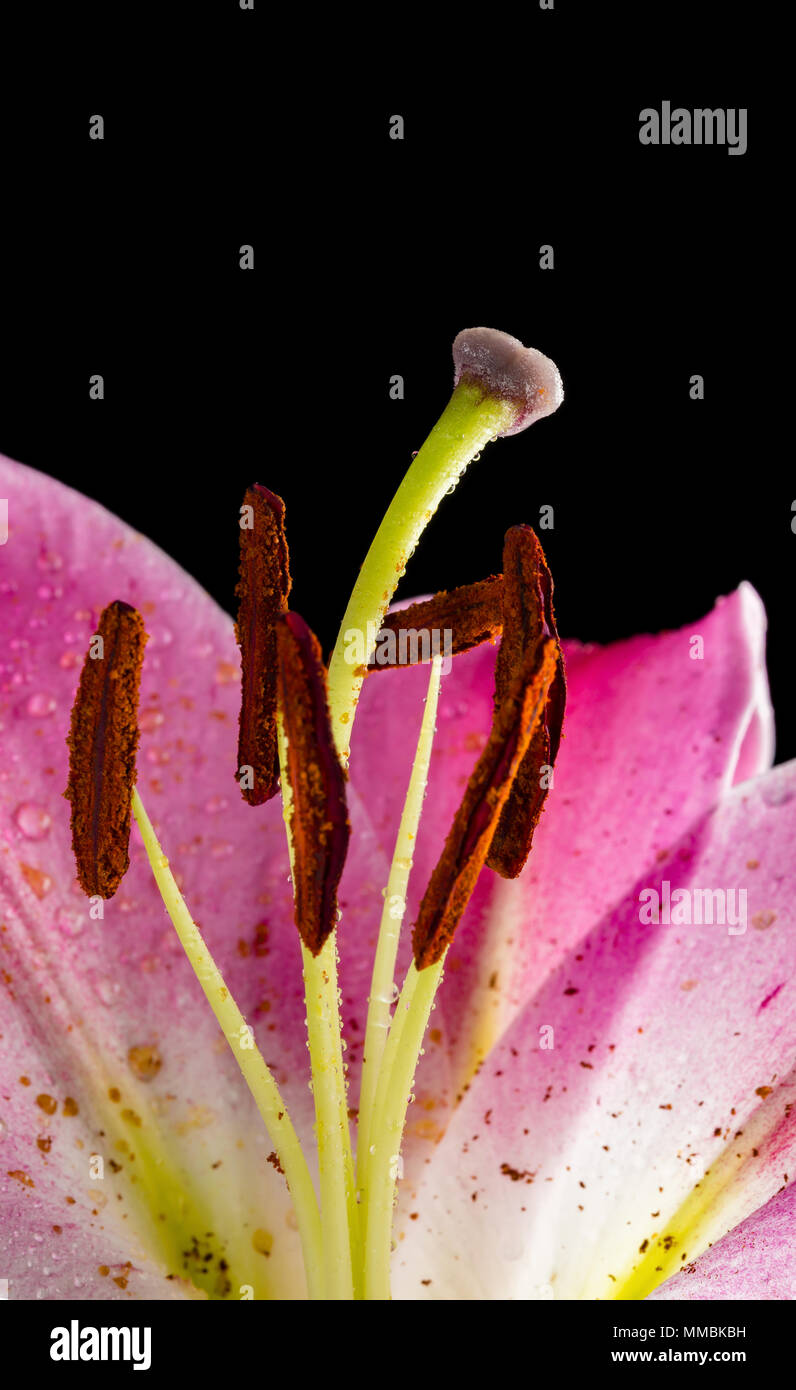 Cloes bis eines schönen Lilie auf schwarzem Hintergrund Stockfoto