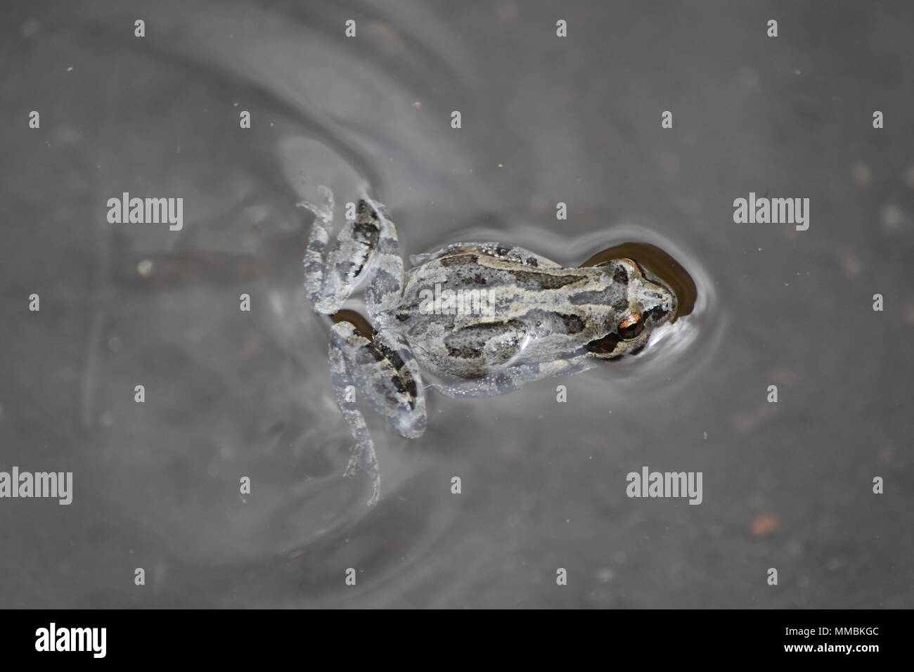 Ein Pazifischer Baumfrosch, der im Mirror Lake im Yosemite National Park, Kalifornien, schwimmt. Stockfoto