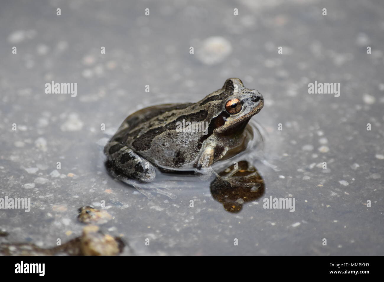 Ein Pazifischer Baumfrosch, der sich im Mirror Lake im Yosemite National Park, Kalifornien, entspannen kann. Stockfoto