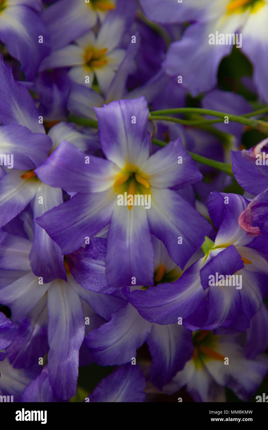 Schöne Blumen, lamium garganicum Stockfoto