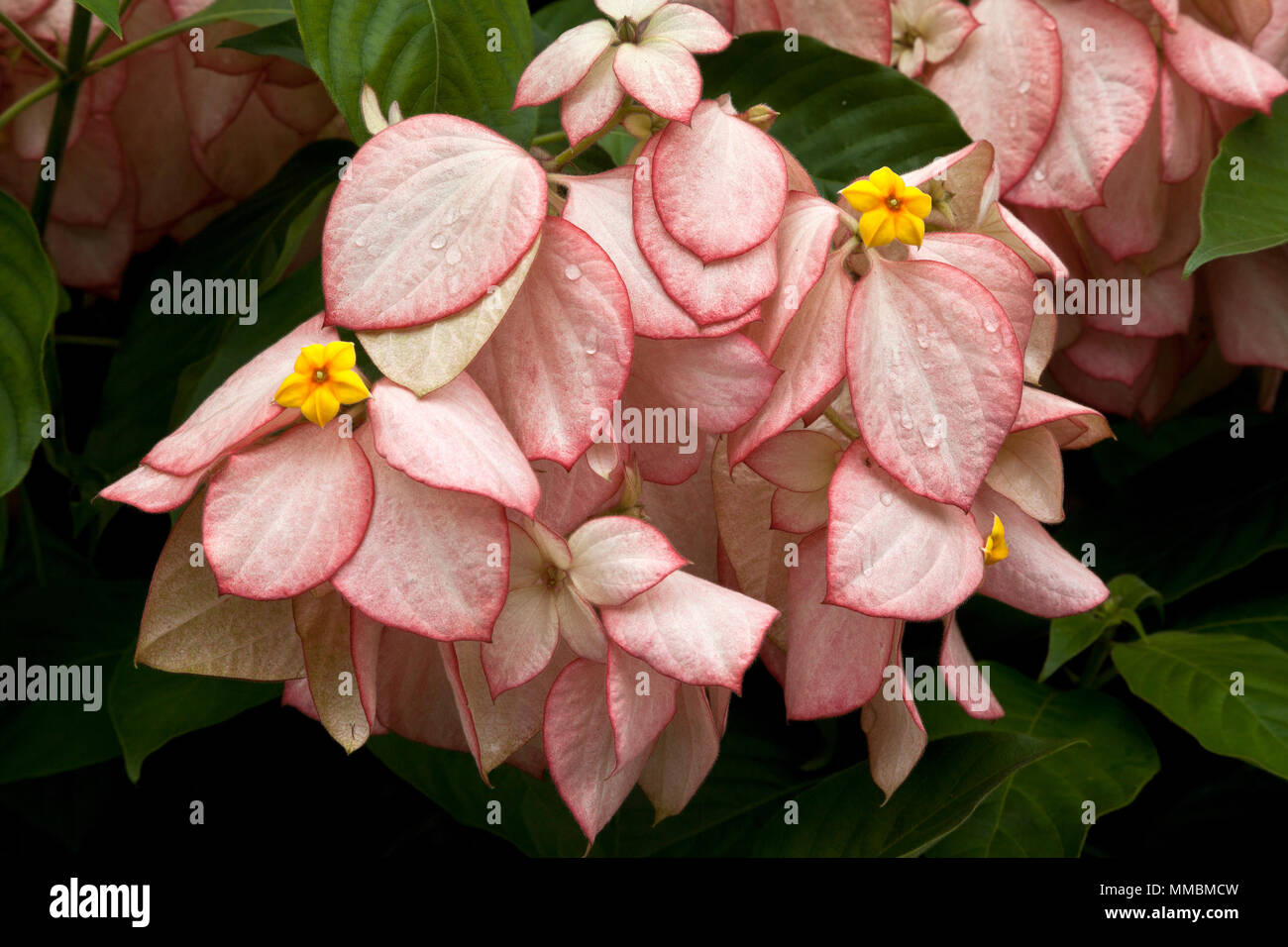 Mussaenda philippica; eine Pflanzenart in der Familie der Rubiaceae, wächst als Strauch oder kleiner Baum. Native auf den Philippinen. Stockfoto
