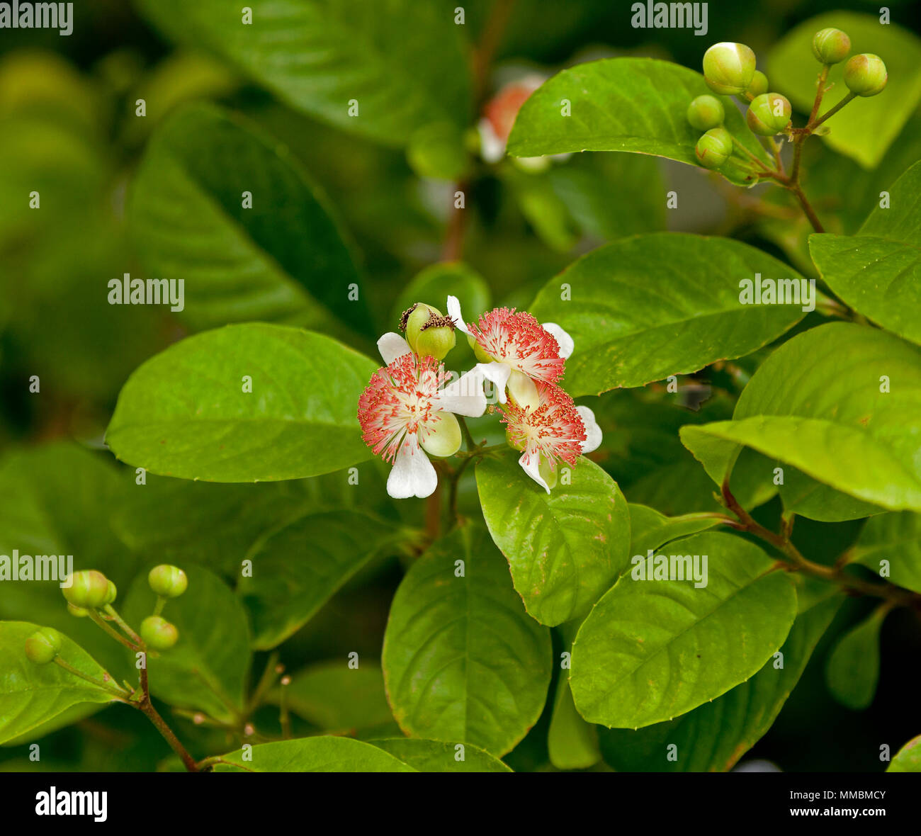 Tetracera Indica ist ein immergrüner Strauch. Es variiert in der Gewohnheit von einem kleinen Strauch in den Bereichen der offenen Vegetation zu Woody hohe kletterpflanze. Singapur Stockfoto