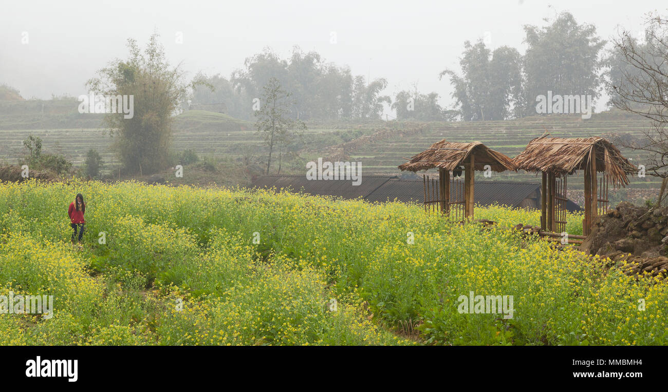 Sapa, Vietnam, ländliche Landschaft, nebligen Wetter, eine einsame Frau zu Fuß durch Ackerland Stockfoto