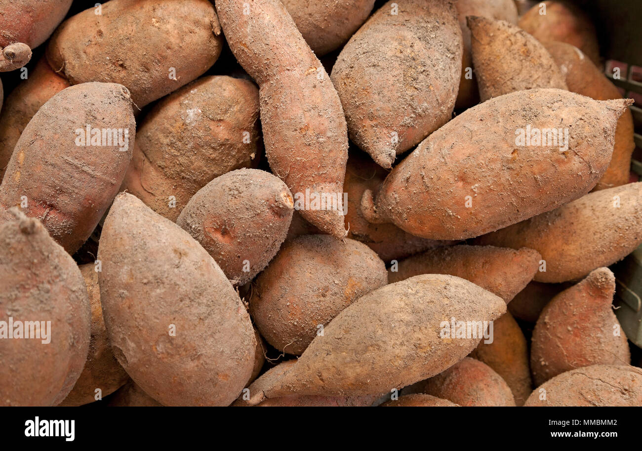 Taro yam Knollen auf Verkauf, Malaysia Markt, Süßkartoffeln sind mehrjährige krautige Reben kultiviert für den Verbrauch ihrer stärkehaltige Knollen Stockfoto