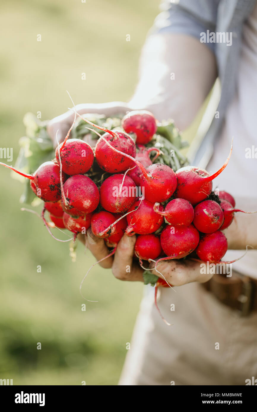 Nahaufnahme der Gärtner Hände halten frisch gewachsen Ernte Radieschen mit grünen Blättern und Masse. Stockfoto