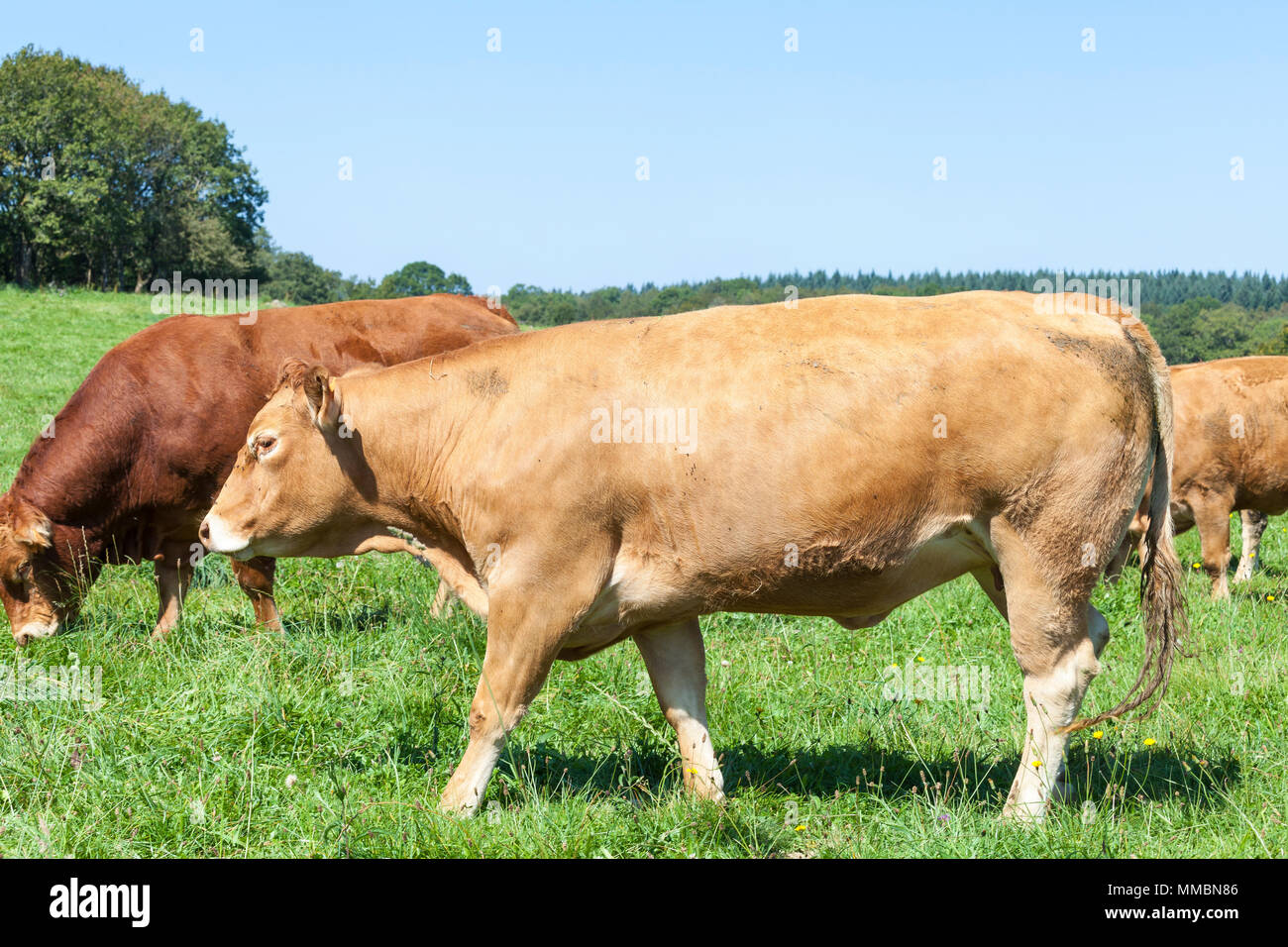 Limousin rind kuh gehen über einen üppigen grünen pasturein Eine Nahaufnahme Seitenansicht mit einem Stier und andere Rinder hinter ihr Stockfoto