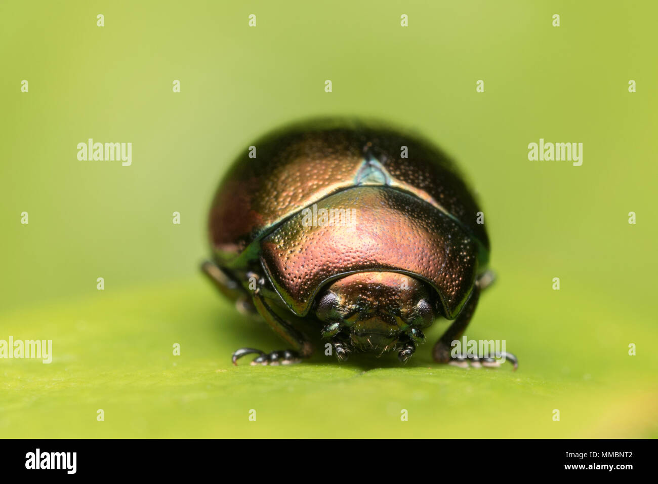 Vorderansicht des Blattes Käfer (Chrysolina varians) in Ruhe auf Blatt. Tipperary, Irland Stockfoto