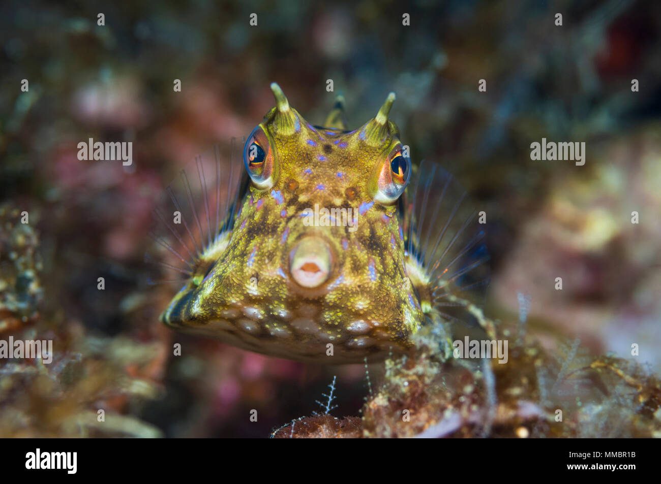 Thornback cowfish [Lactoria penthacantha]. Lembeh Strait, Nord Sulawesi, Indonesien. Stockfoto