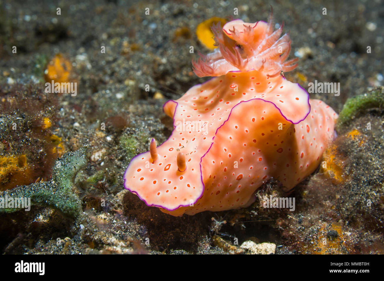 Nacktschnecken - Long-Tail Ceratosoma, Caratosoma Tenue.  Lembeh Strait, Sulawesi, Indonesien. Stockfoto