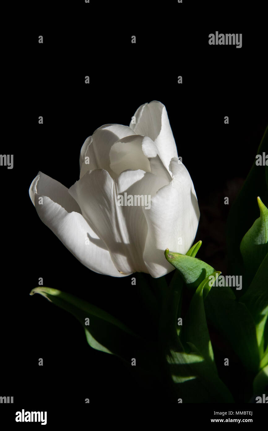 Eine White Tulip. Stockfoto