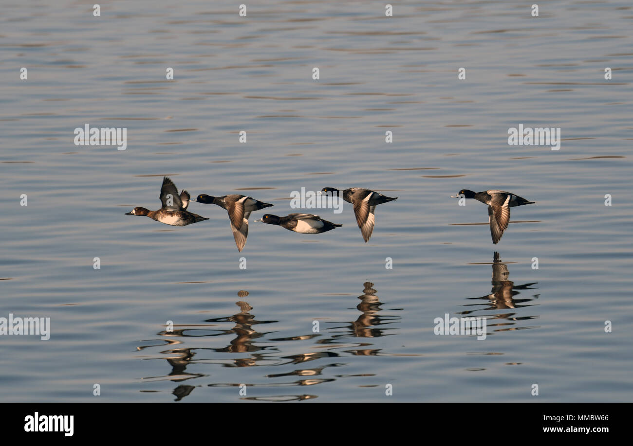 Fliegende Enten/Lesser Scaups über Wasser Stockfoto