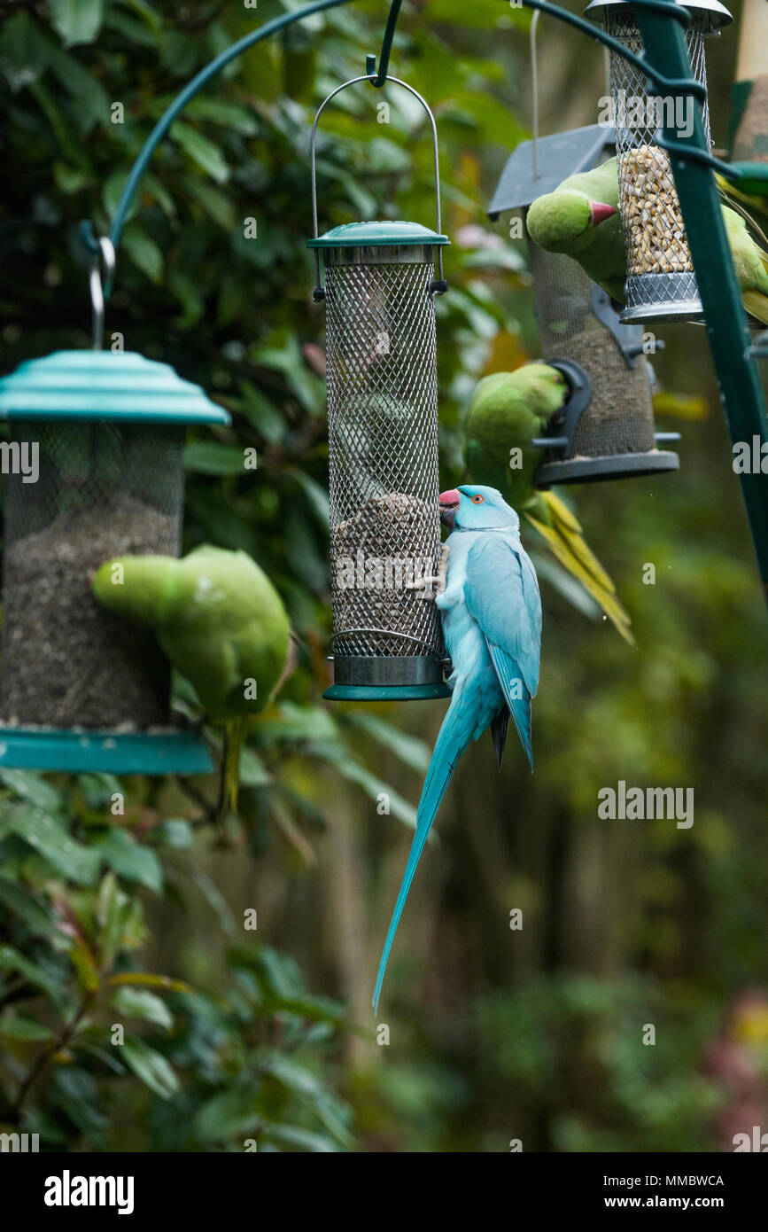 Rose-ringed oder Ring-necked parakeet (Psittacula krameri), blaue Mutation auf Bird Feeder in Garten. London, Großbritannien. Der blaue Vogel ist Beringt, möglicherweise eine e Stockfoto