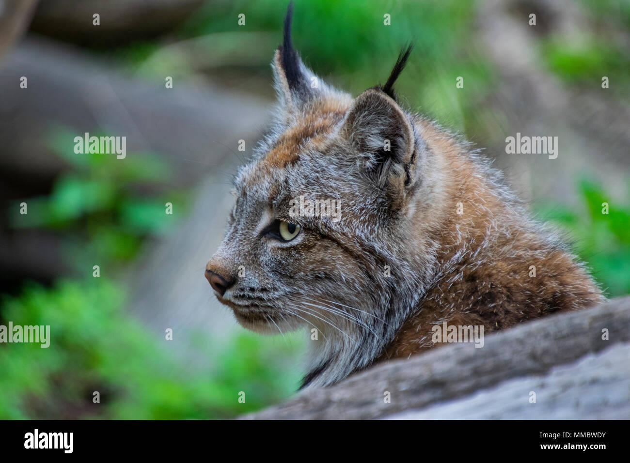 Nahaufnahme eines kanadischen Luchses Stockfoto