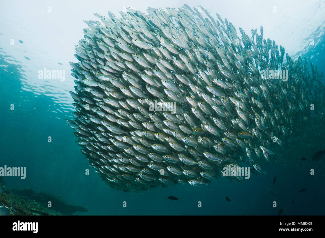 Großaugenthun Stöcker (Selar crunenophthalmus)-Schule. Misool, Raja Ampat, West Papua, Indonesien. Stockfoto