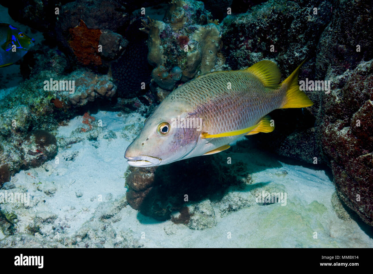 Schulmeister (Lutjanus Apodus).  Bonaire, Niederländische Antillen, Karibik, Atlantik. Stockfoto