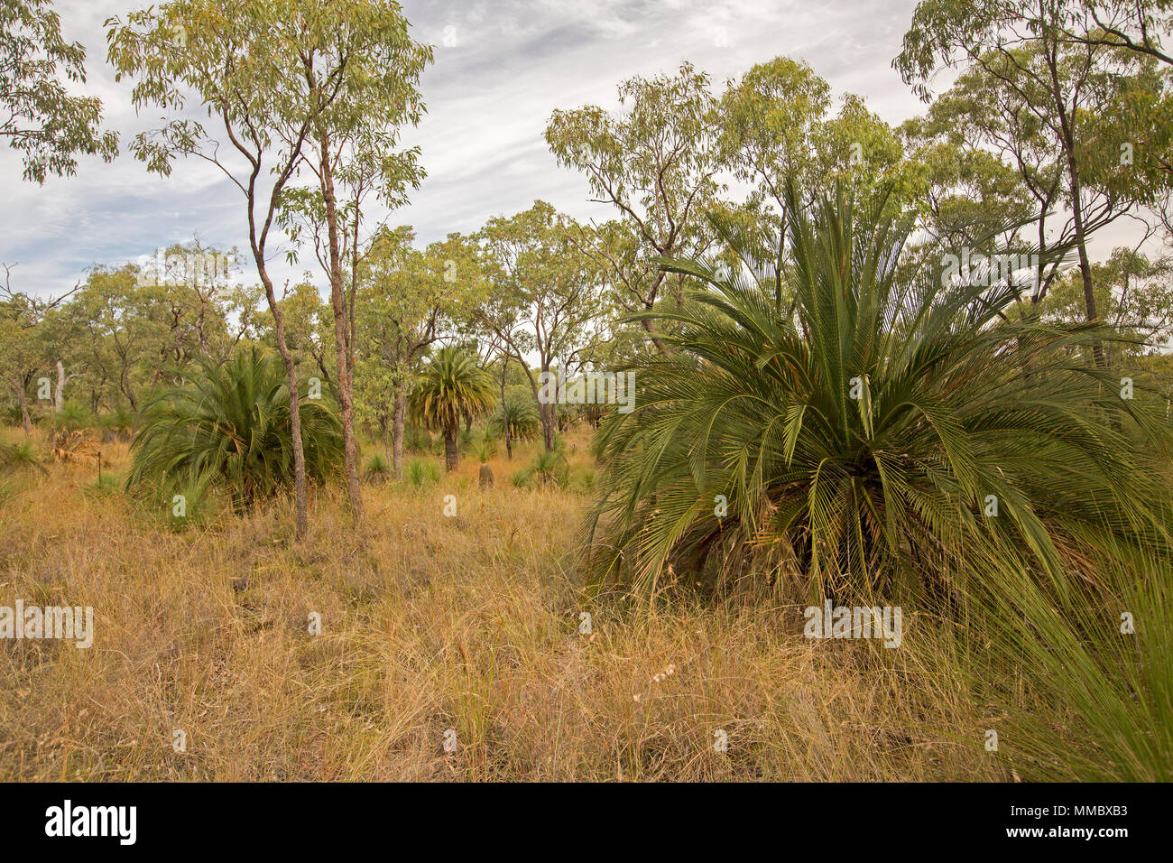 Zamia Macrozamia moorei, Palmen, Palmfarne, unter Gräser und Eukalyptusbäumen im Minerva Hills National Park, Central Queensland Australien Stockfoto