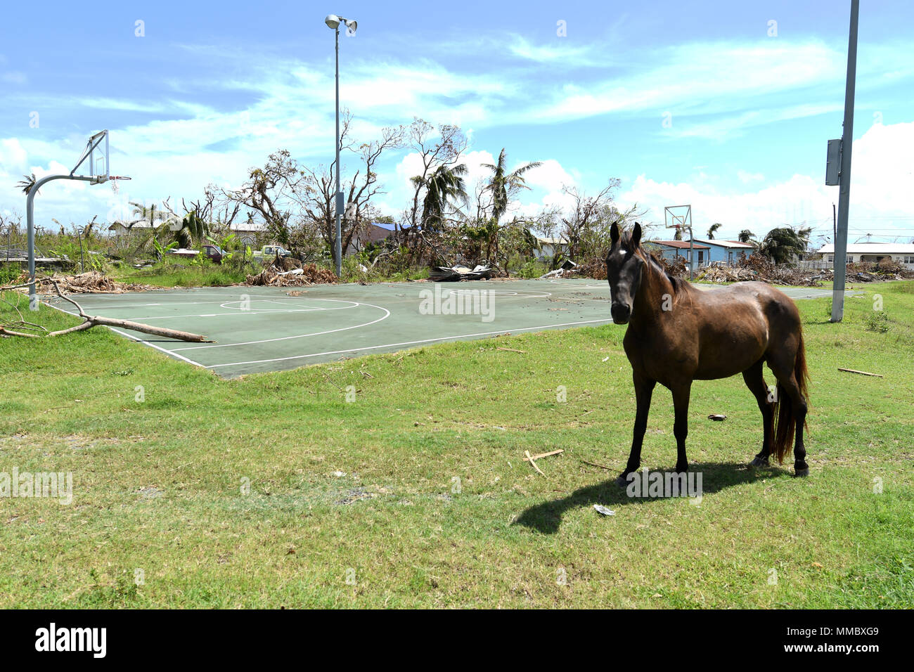 Fredericksted, St. Croix, USVI - Pferde frei herumlaufen in Nachbarschaften beeinflusst durch Hurrikan Maria. Foto von Jocelyn Augustino / FEMA Stockfoto
