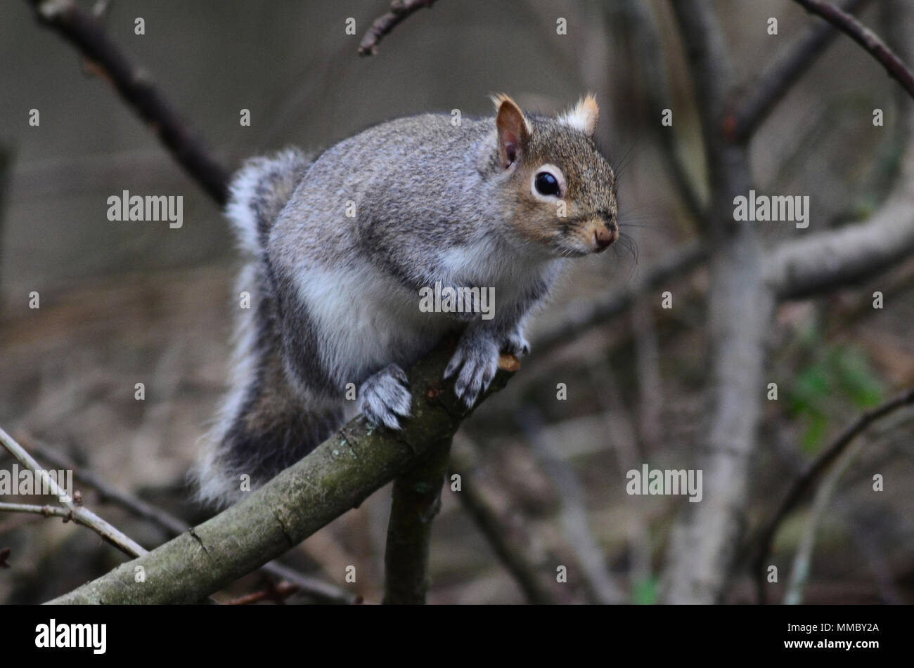 Adultgray Eichhörnchen im Winter Stockfoto
