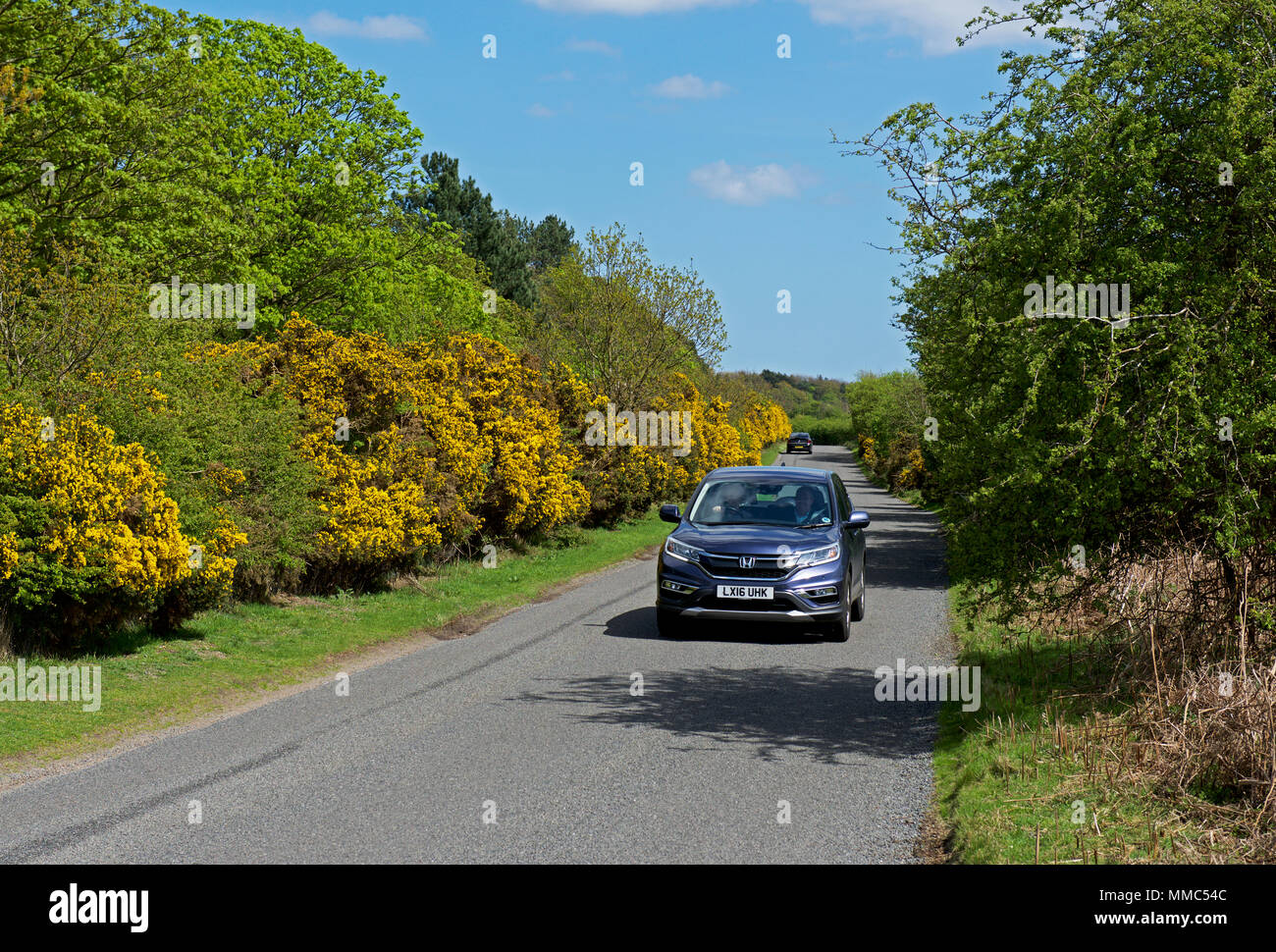 Auto auf der Straße, Westleton Heide, Suffolk, England Großbritannien Stockfoto