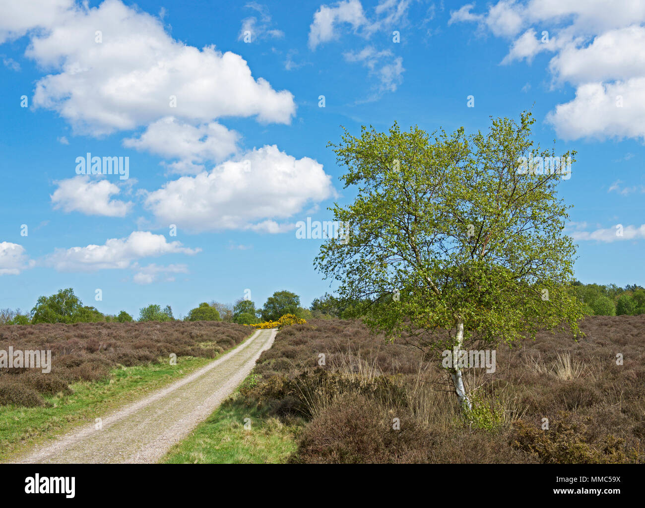 Westleton Heide, Suffolk, England UK Stockfoto