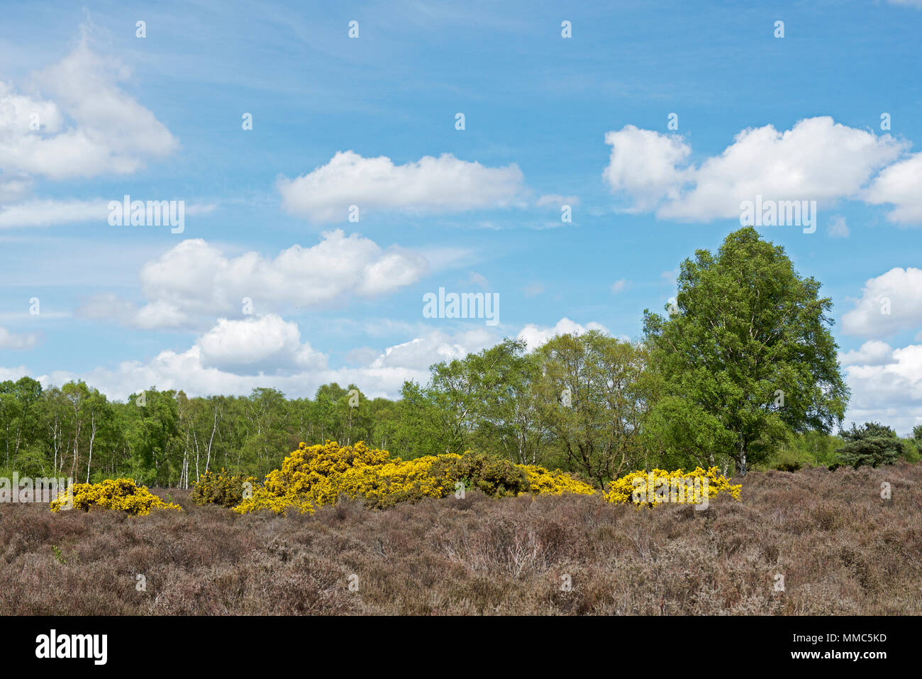 Westleton Heide, Suffolk, England UK Stockfoto