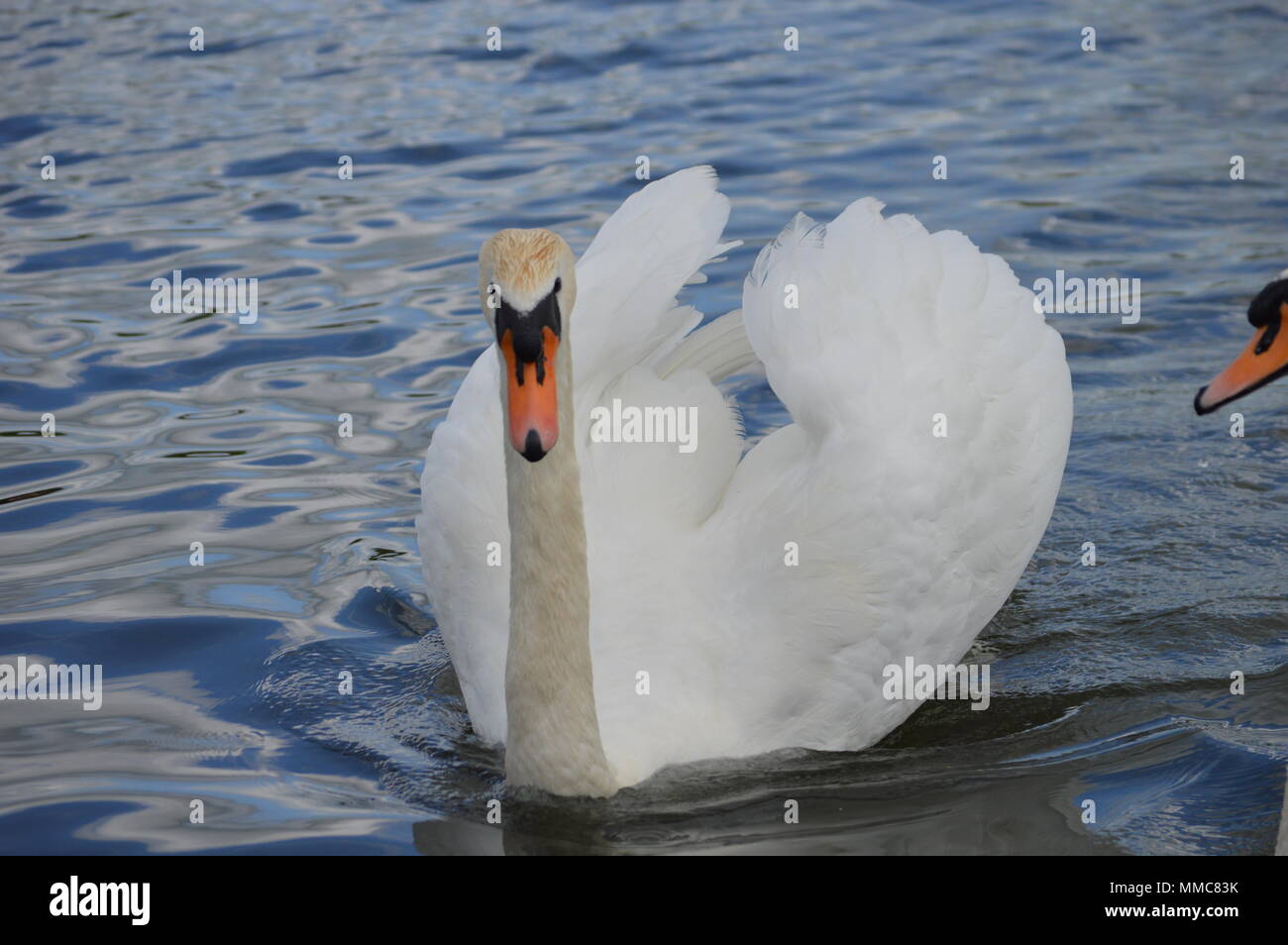 Schwäne und Enten im See Stockfoto