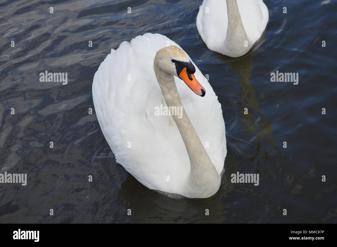 Schwäne und Enten im See Stockfoto