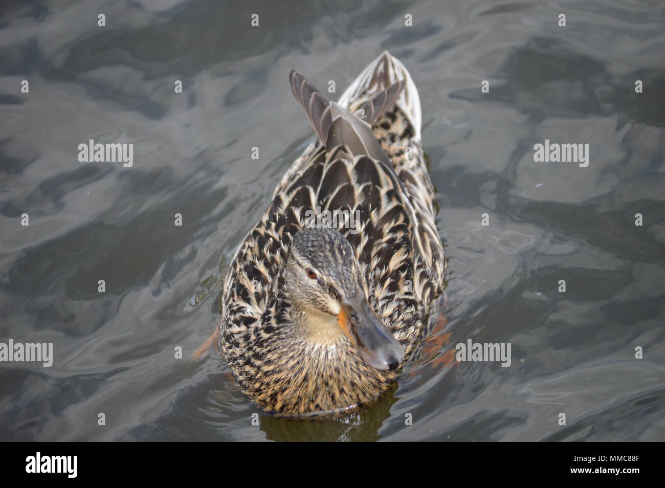 Schwäne und Enten im See Stockfoto