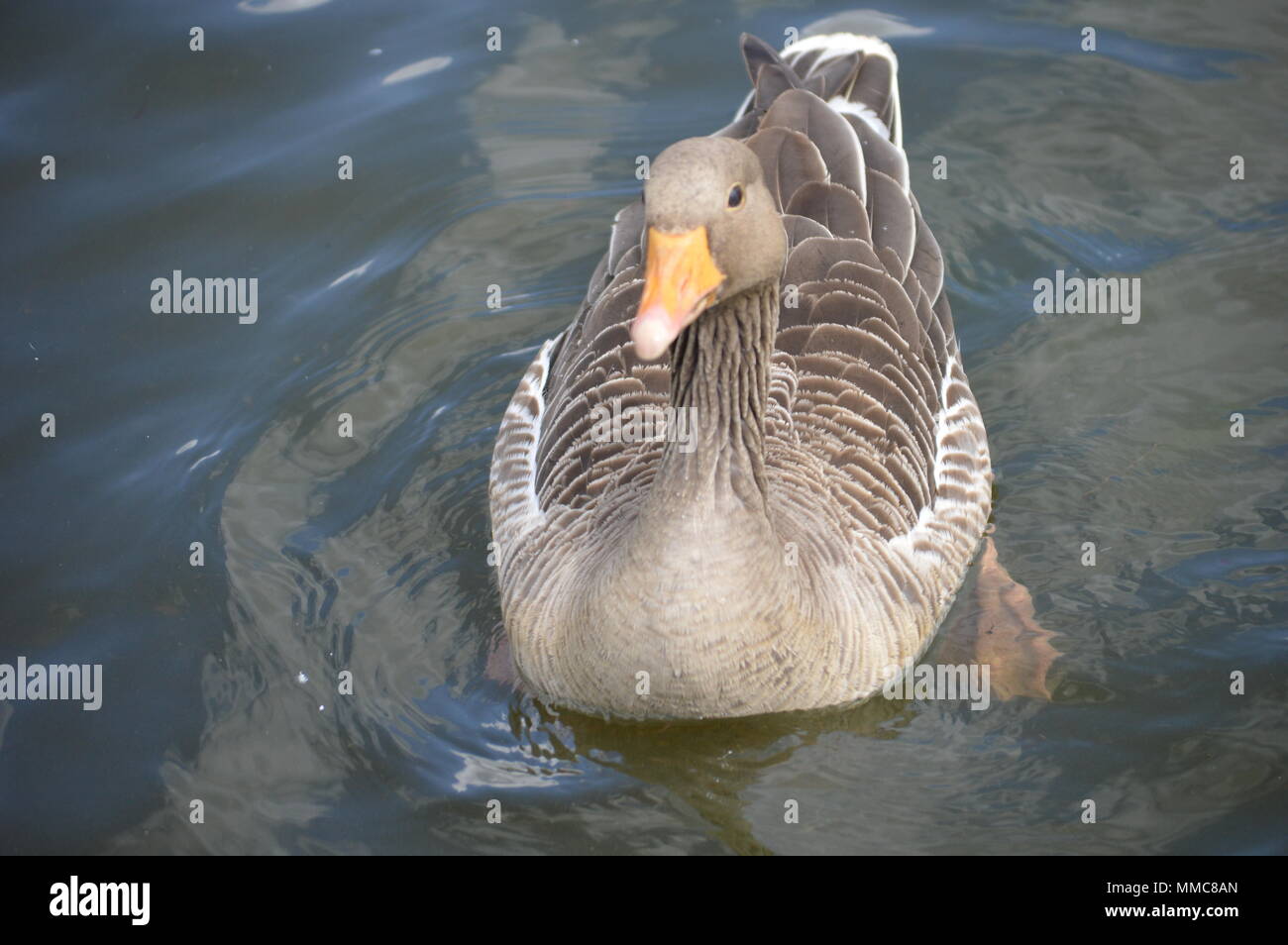 Schwäne und Enten im See Stockfoto