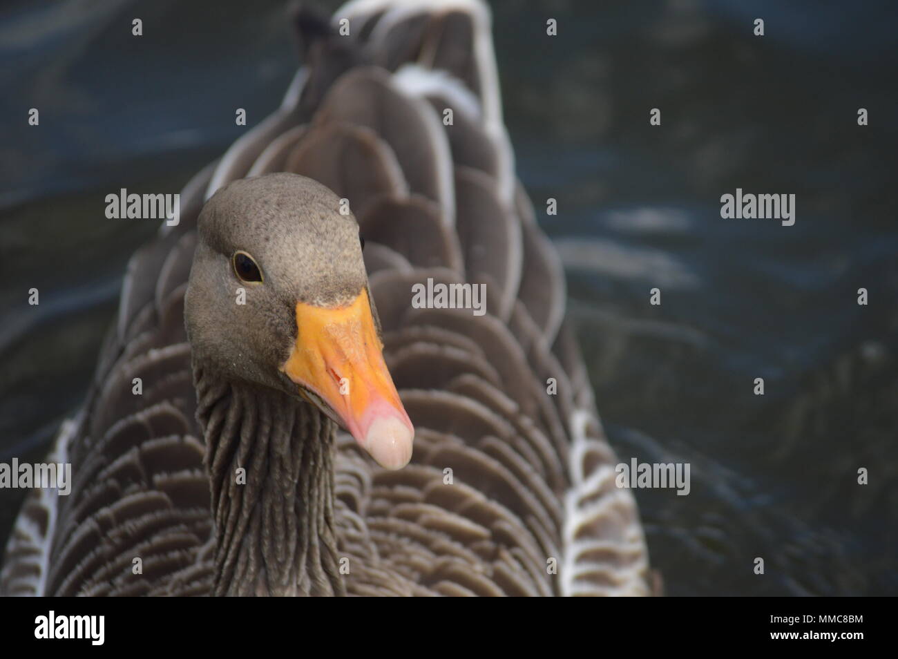 Schwäne und Enten im See Stockfoto