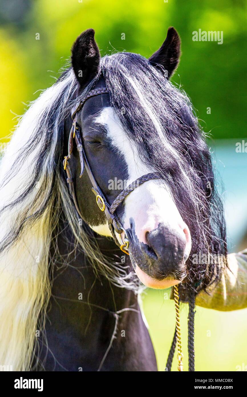 Windsor, Großbritannien. 10. Mai 2018. Tag 2. Royal Windsor Horse Show. Windsor. Berkshire. UK. Gewinner des Farbigen, Native/Cob/traditionell in der Hand Pony. Lacey's Smith Domino Bad Boy. 10.05.2018. Credit: Sport in Bildern/Alamy leben Nachrichten Stockfoto